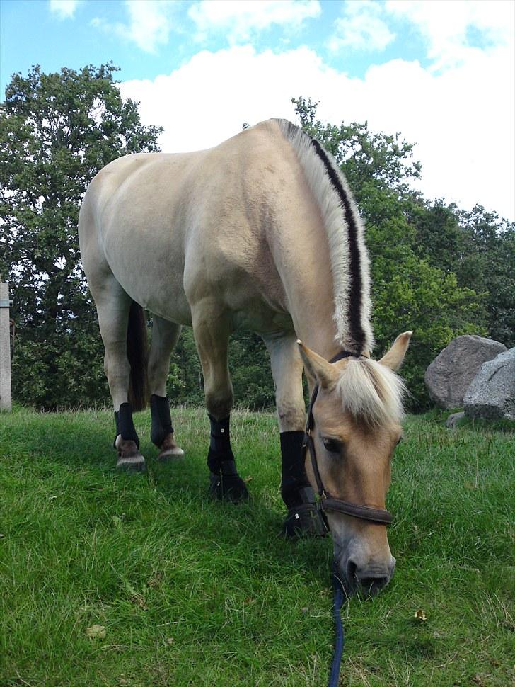 Fjordhest Emir Stanstorp *Solgt* - NYT  :) 28/8-2010.. en dejlig tur i bakkerne :) billede 20