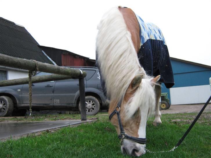 Haflinger Herkules kaldes Laffe himmel hest for altid savnet - Mig som fotograferet det her :D da jeg var med ude og kigge på ham føreste gang :) <3 billede 10