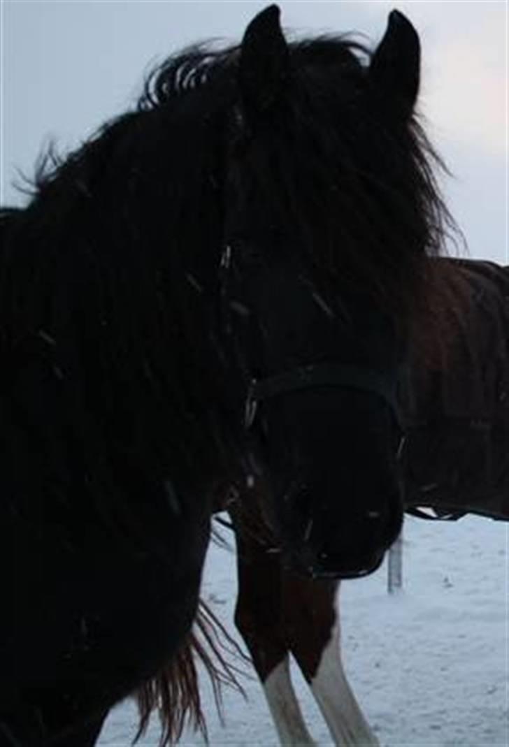 Frieser Zafir  - Velkommen til Zafir´s profil håber i kan lide ham<3 billede 1