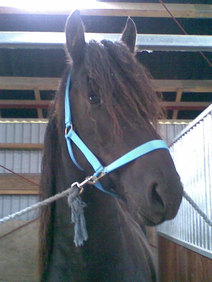 Frieser Zafir  - Med sin lyserblå grime<3 Foto: Mig billede 3