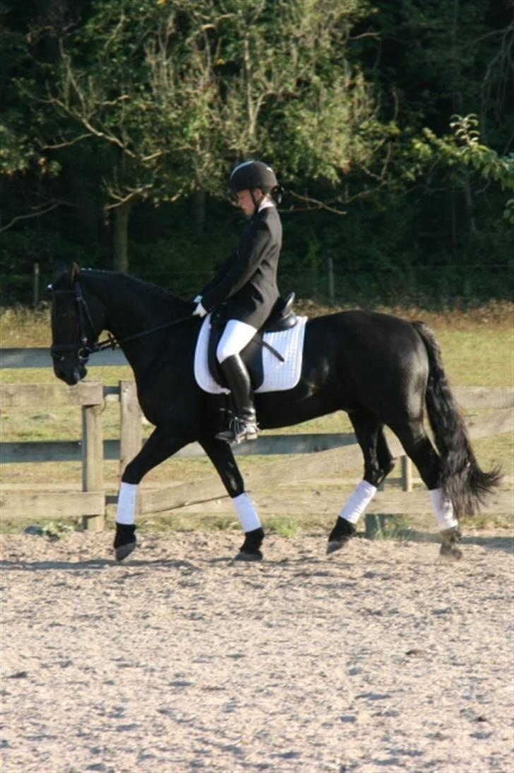 Welsh Cob (sec D) Tolstrups Kahjal - Tror det er under LB2 programmet til klubmesterskabet... Billede: Tess? billede 7