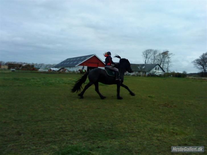 Frieser Zafir  - Galop<3 Foto: Mette billede 6