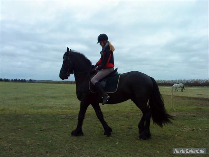 Frieser Zafir  - Øver schenkelvigning (staves) han er blevet så god til det=) Foto: Mette billede 7