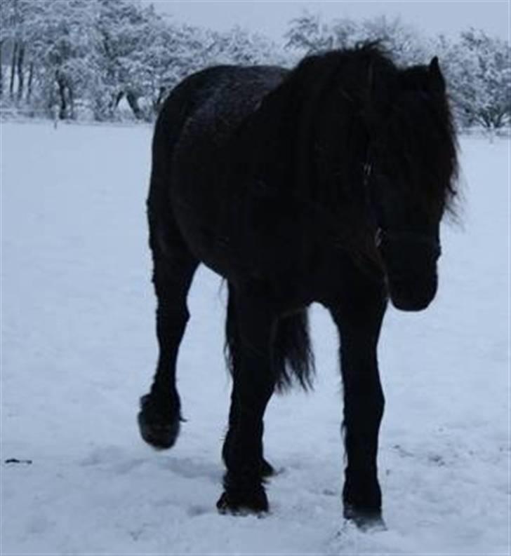 Frieser Zafir  - På fold<3 Foto: Lisa billede 8