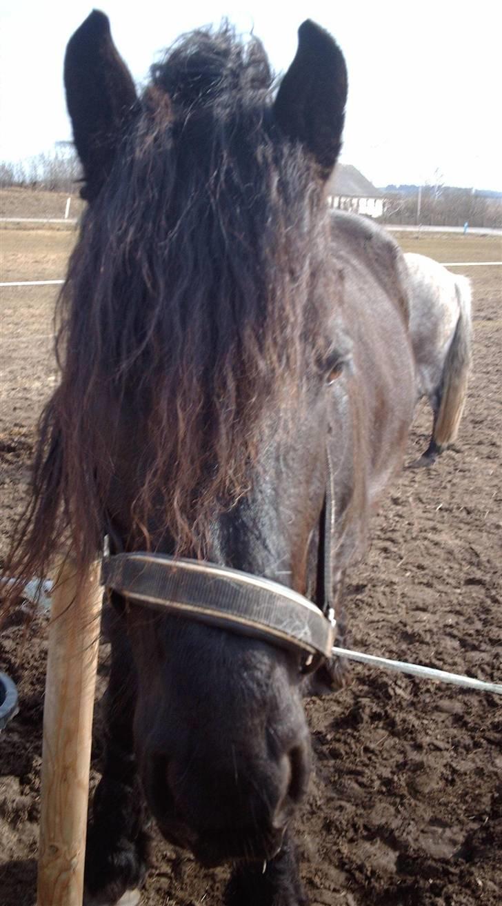 Frieser Zafir  billede 10