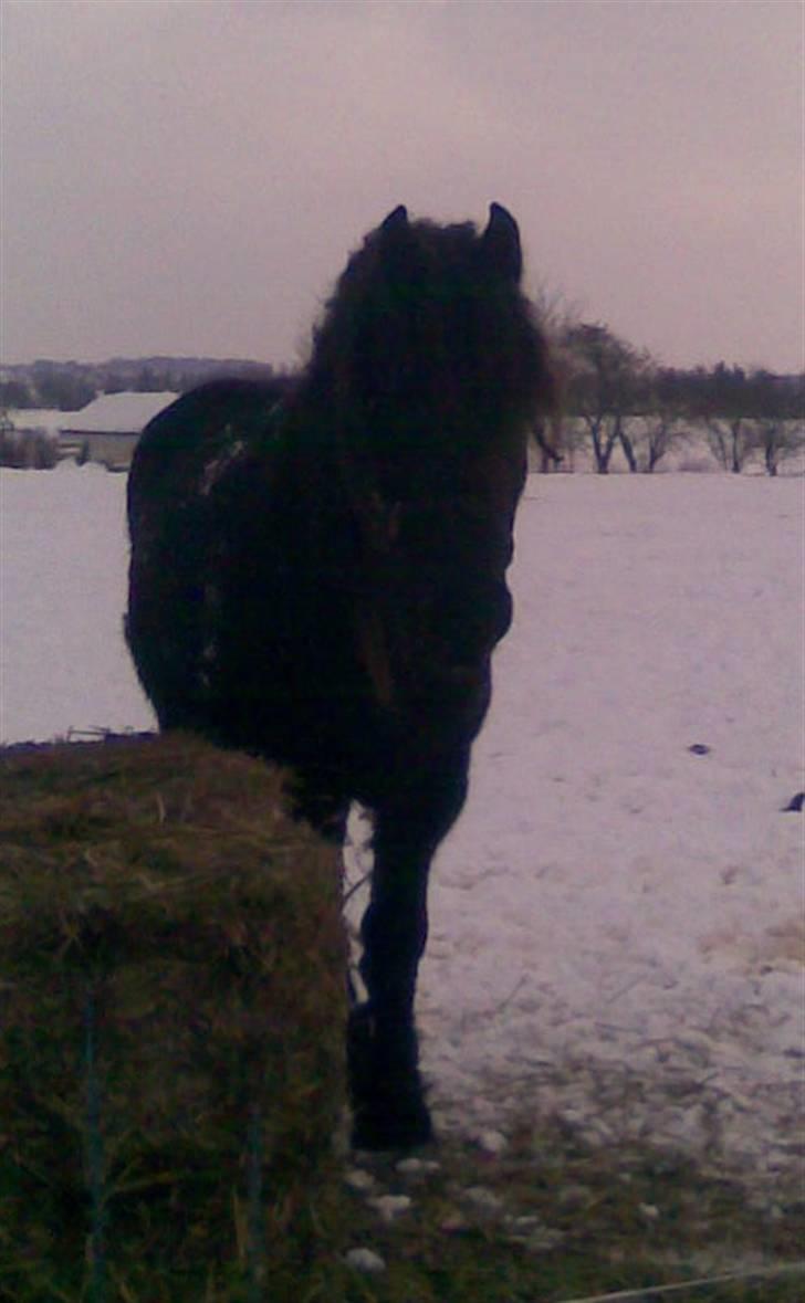 Frieser Zafir  - På fold i sneen<3 Foto: Mig billede 11