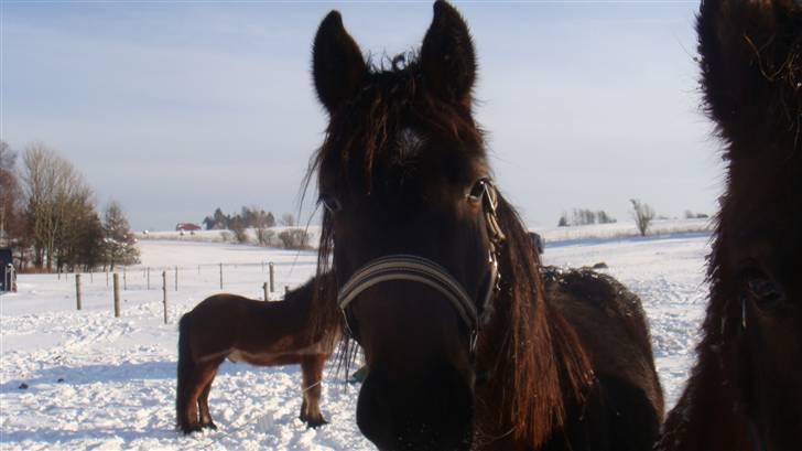 Holstener Caviola billede 13