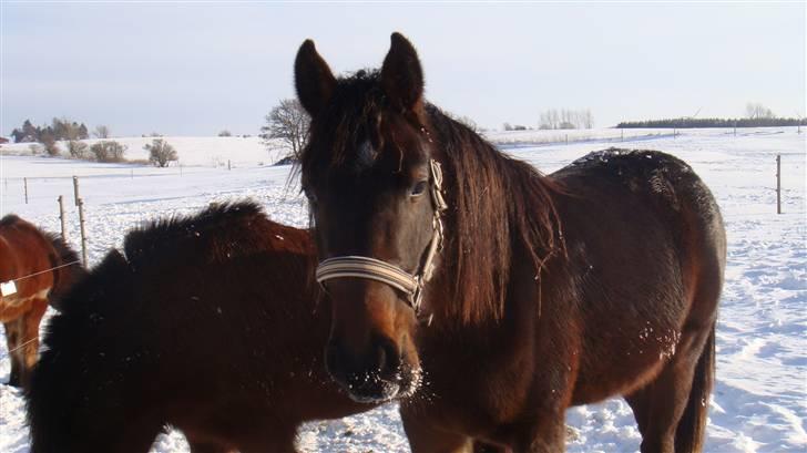 Holstener Caviola billede 14