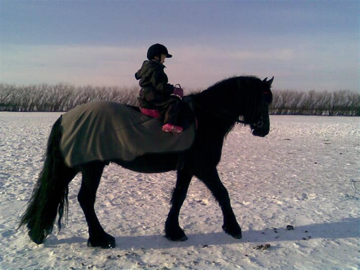Frieser Zafir  - Laura rider på Zafir uden jeg trækker<3 Foto: Mig billede 12