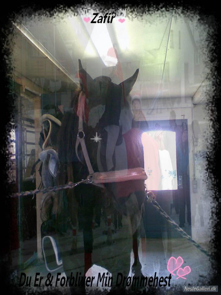 Frieser Zafir  - <3 billede 14