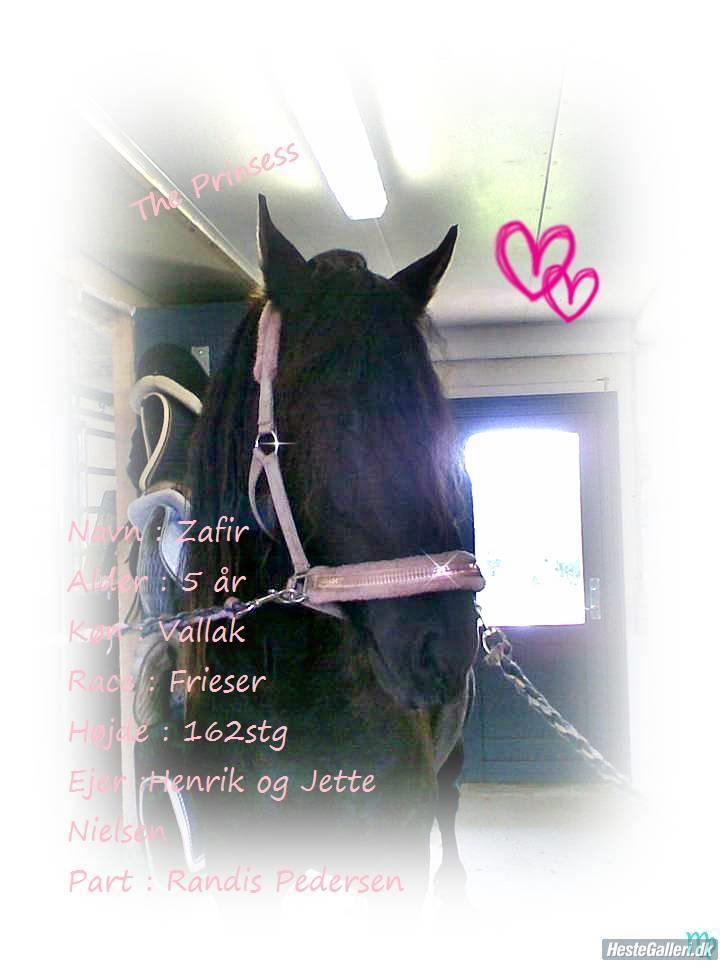 Frieser Zafir  - Navneskildt<3 billede 15