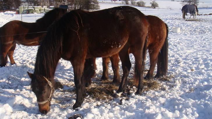 Holstener Caviola billede 15