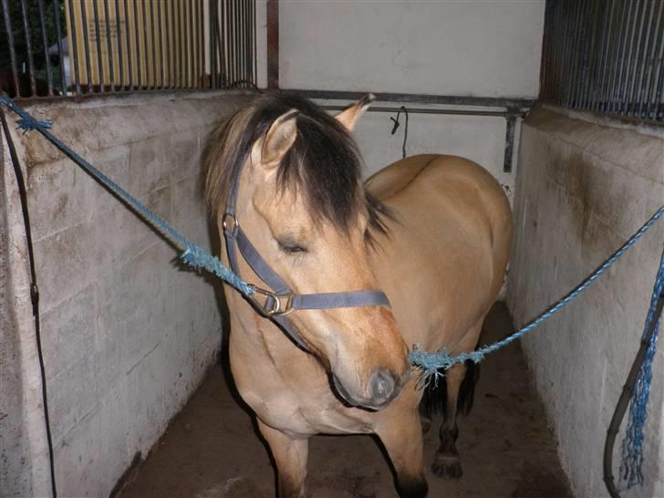 Anden særlig race Disney - Er han ikke bare en charmetrold billede 1