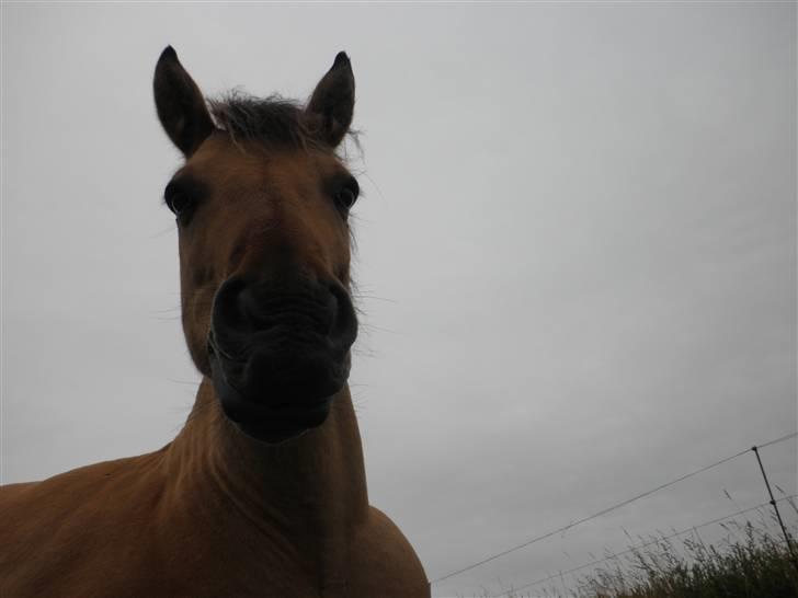 Anden særlig race Disney - Hej kamera billede 3