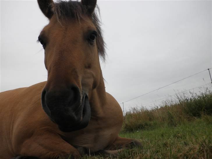 Anden særlig race Disney - Uh hvad er det der?? billede 4