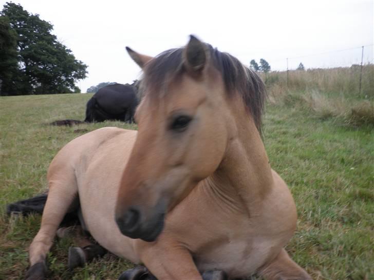 Anden særlig race Disney - det er dejligt at ikke skal stå op hele tiden.. billede 5