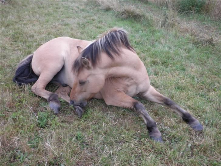 Anden særlig race Disney - det klør lige der billede 7