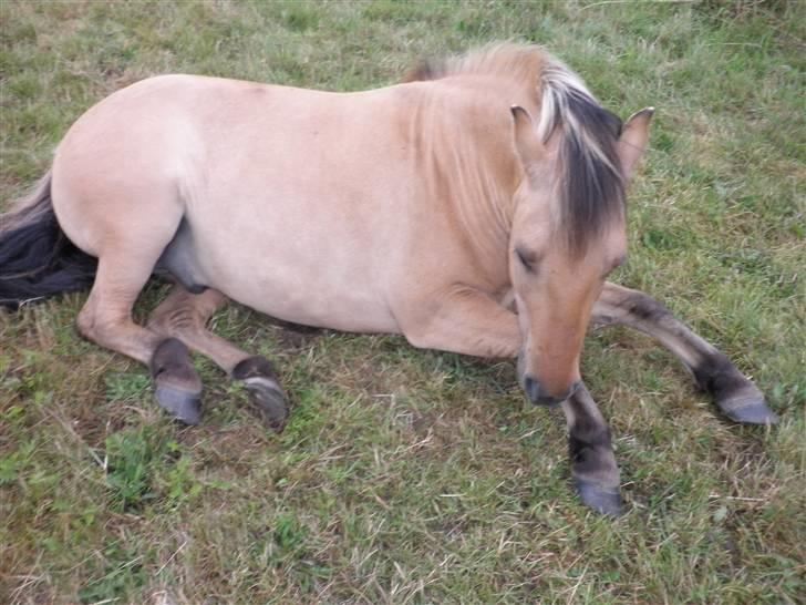 Anden særlig race Disney - åh, nu må jeg snart op billede 8