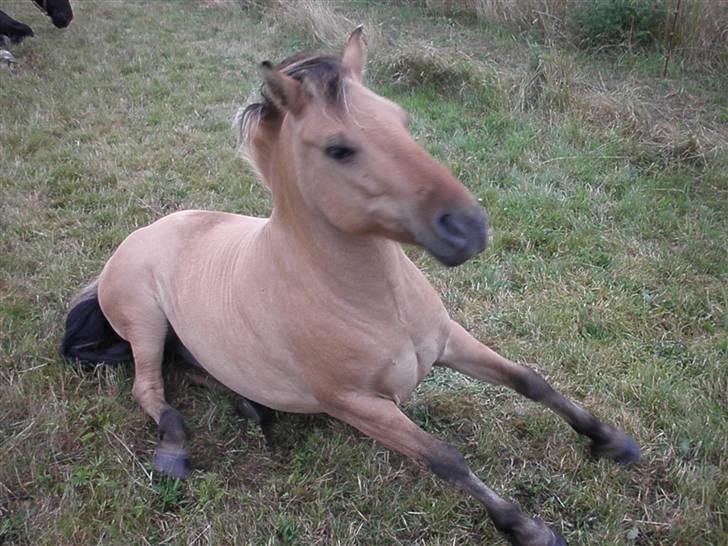 Anden særlig race Disney - jeg er næsten ved at stå op billede 9