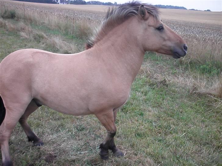 Anden særlig race Disney - se mig lige billede 11