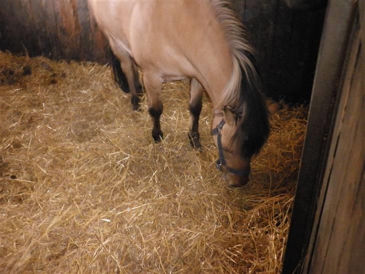 Anden særlig race Disney - jeg skal ud lige om lidt jeg skynder mig at spidse lidt halm billede 17