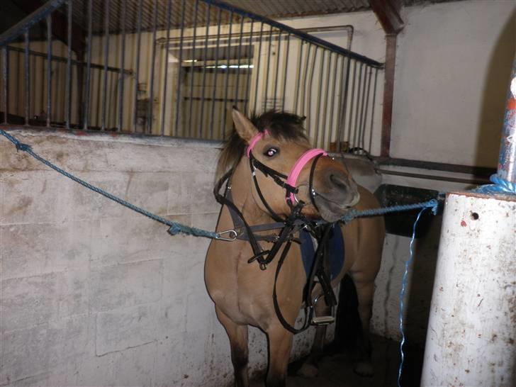 Anden særlig race Disney - er jeg ikke en fin pony med lyserød?? billede 19