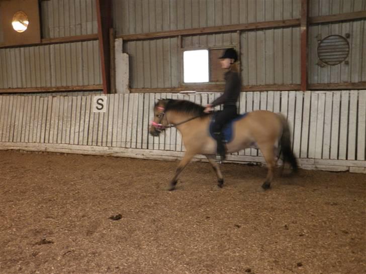 Anden særlig race Disney - vi startede med at ride ham i ridehuset;d billede 20