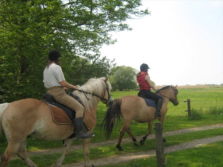 Haflinger Herkules kaldes Laffe himmel hest for altid savnet - Mor og laffe og dakse og mig igen xDD<33 billede 11