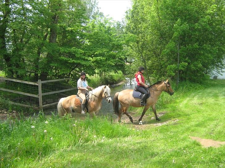 Haflinger Herkules kaldes Laffe himmel hest for altid savnet - Mor og Laffe Og Dakse og mig :DD billede 12