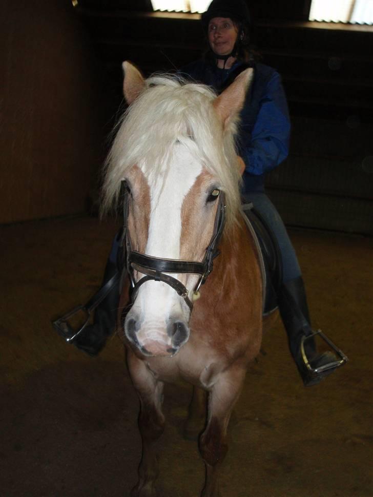 Haflinger Herkules kaldes Laffe himmel hest for altid savnet - Lavve Dejlig smukke dreng det var tagete af en veninde som var med min mor ude og kigge på ham føreste gang hvor min mor også rad ham <3 =) billede 13