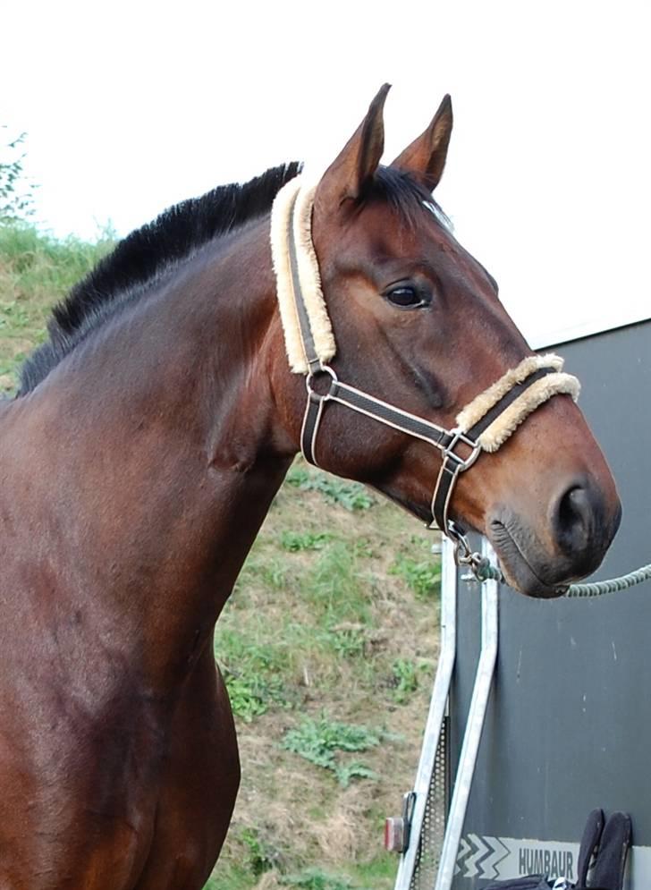 Anden særlig race Fredrik [Himmelhest] - Velkommen..! Fredrik inden stævne på Tougaard - Fotograf: Min søster billede 2