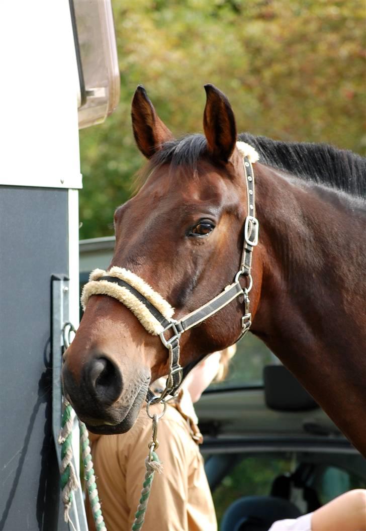 Anden særlig race Fredrik [Himmelhest] - 3: Stævne Tougaard. - Fotograf: Min Søster billede 4