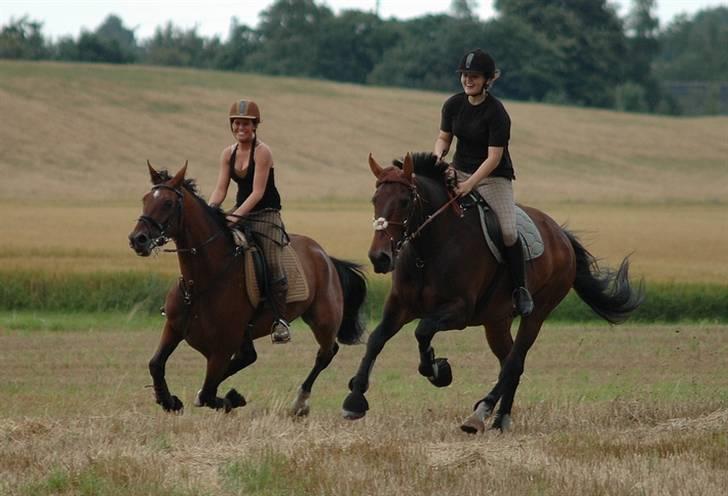 Anden særlig race Fredrik [Himmelhest] - 5: Markfræs sammen med Julie og Shiba.. Fuck det var fedt.. - Fotograf: Chaos billede 6