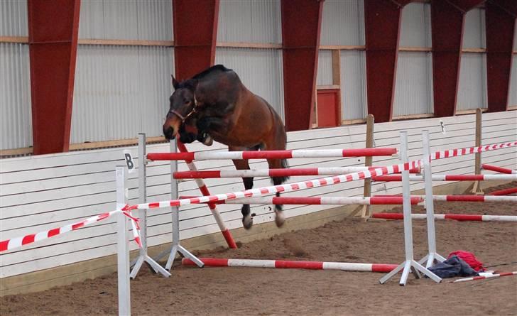 Anden særlig race Fredrik [Himmelhest] - 6: Løsspringning VAS. 155 cm - Fotograf: Kent. billede 7