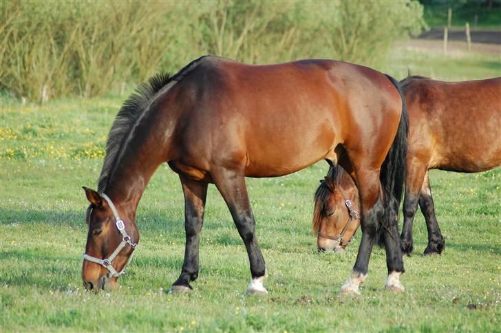 Anden særlig race Fredrik [Himmelhest] - 7: Hyggestund på sommergræs. - Fotograf: Mig selv billede 8