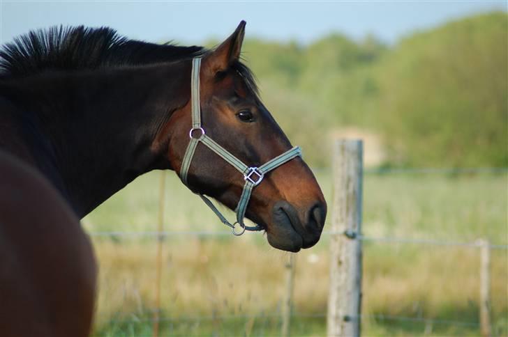 Anden særlig race Fredrik [Himmelhest] - 8: Hyggestund på sommergræs. - Fotograf: Mig selv. billede 9