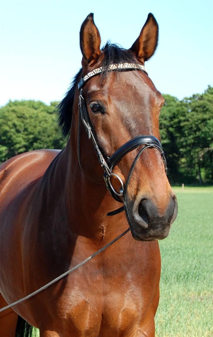 Anden særlig race Fredrik [Himmelhest] - 10: Opstillingsbillede. - Fotograf: Mig selv. billede 11