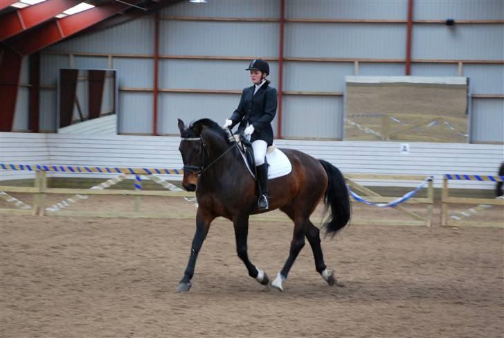 Anden særlig race Fredrik [Himmelhest] - 11: Dressur LB1 VAS. - Fotograf: Maibritt billede 12