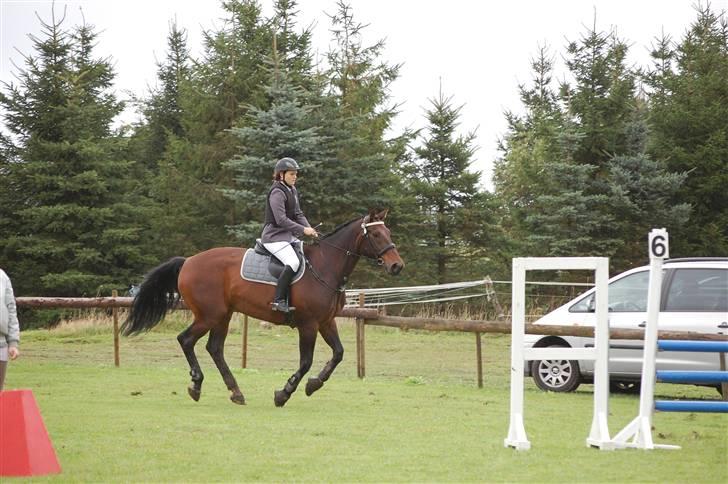 Anden særlig race Fredrik [Himmelhest] - 12: Stævne BOS LC.. Svær bane, men Frede var fantastisk!  - Fotograf: Min Søster billede 13
