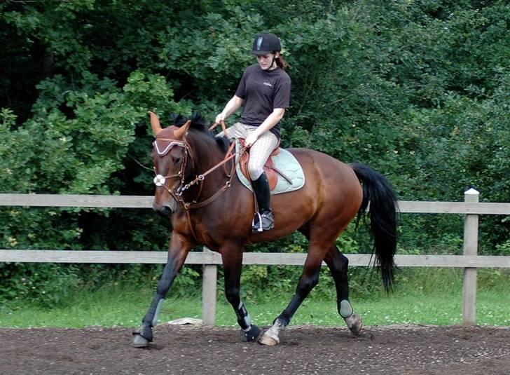 Anden særlig race Fredrik [Himmelhest] - 14: Dressur i springsadel. - Fotograf: Chaos  billede 15