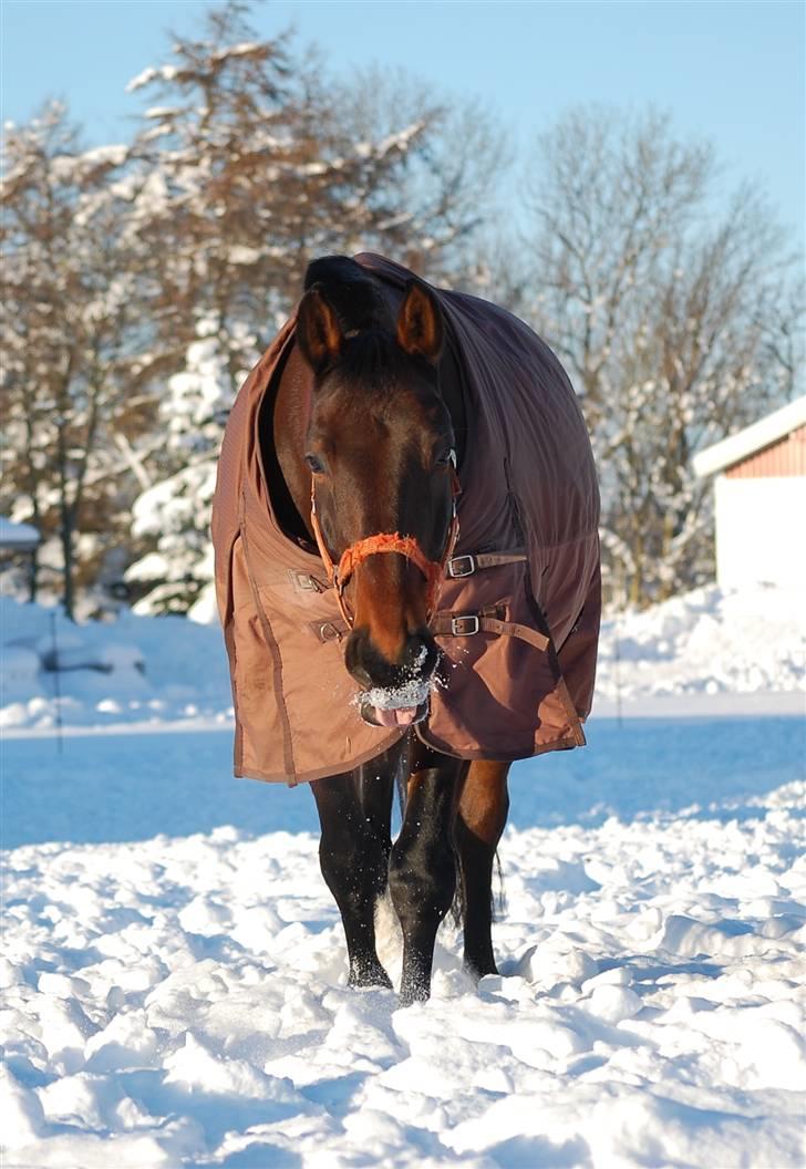 Anden særlig race Fredrik [Himmelhest] - 16: Fredrik i sneen Jan. 2010. - Fotograf: Mig selv. billede 17