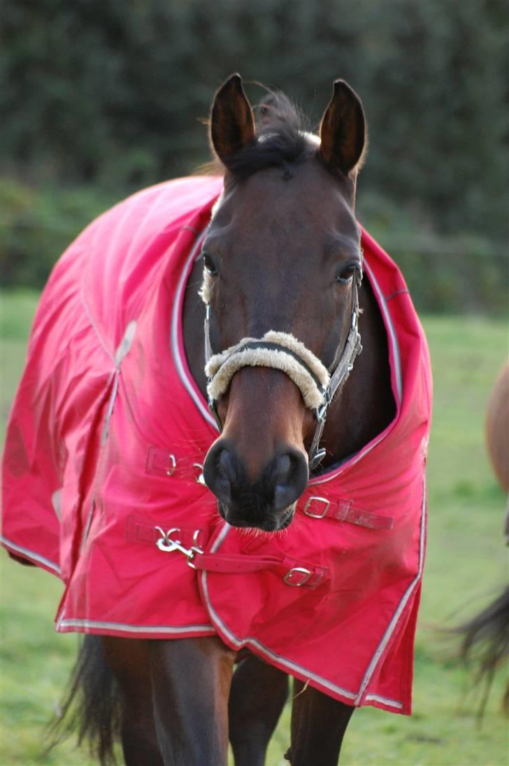 Anden særlig race Fredrik [Himmelhest] - 17: Sommergræs sidste år. - Fotograf: Mig selv. billede 18