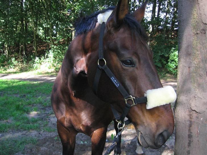 Anden særlig race Fredrik [Himmelhest] - 18: Fredrik på Birken. - Fotograf: Mig selv. billede 19