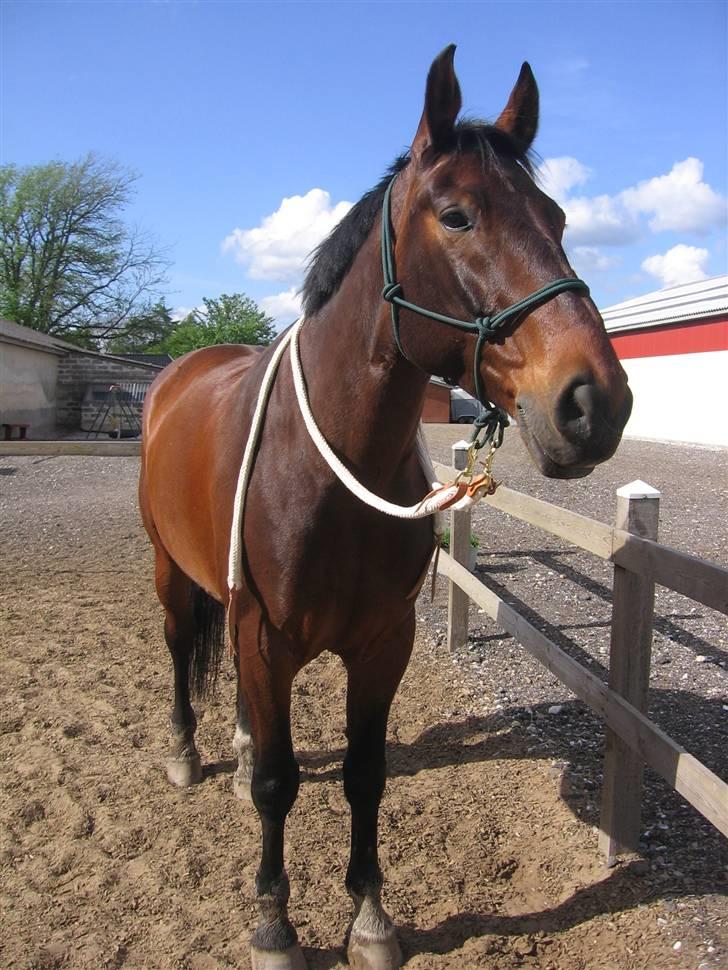 Anden særlig race Fredrik [Himmelhest] - 19: En hyggedag med rebgrime. - Fotograf: Mig selv. billede 20