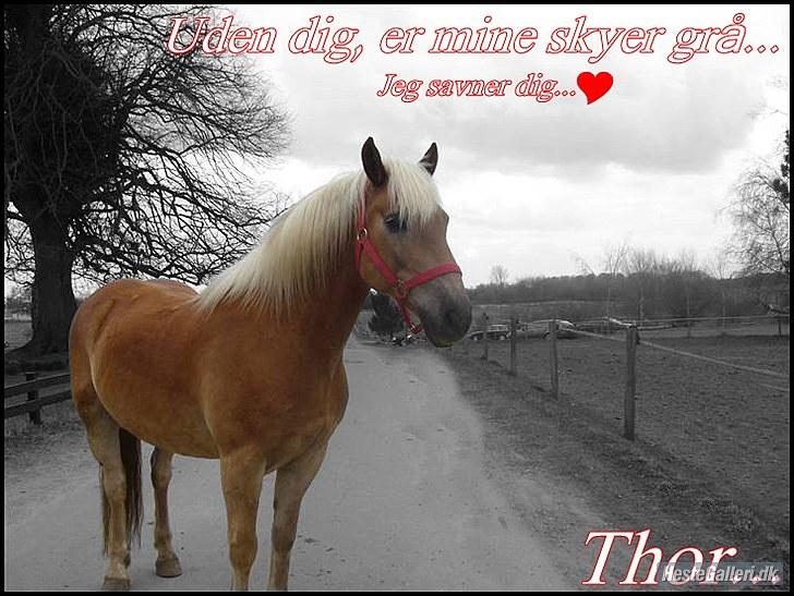 Haflinger Thor (red) Solgt  - Dette billed beskriver hvor meget jeg savner dig! MAN MÅ IKKE KOPIRE MINE BILLEDER!! billede 12