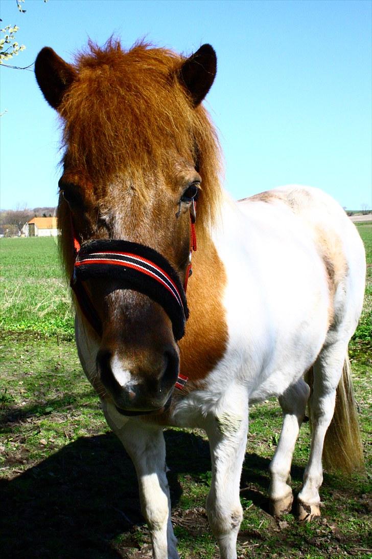 Islænder Kemba v. Asbeck  - 1. Smukke pige.. :D Foto: Mig billede 1