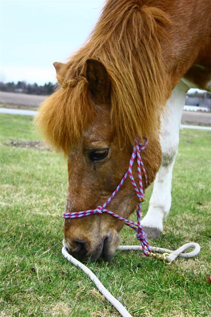 Islænder Kemba v. Asbeck  - 8. Smukke Kemba.. :) <3 Foto: Mig billede 8