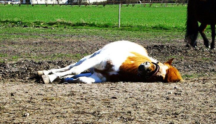 Islænder Kemba v. Asbeck  - 12. En træt yndlingspony :P Foto: Mig billede 12