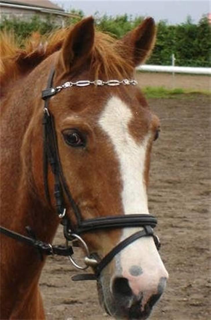 New Forest Rasmus           AFLIVET billede 17