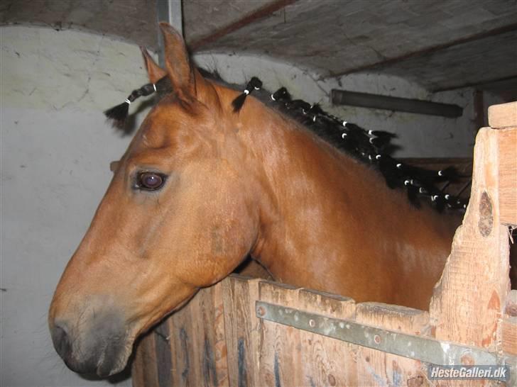 New Forest Krumme billede 10